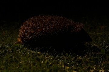 Wild European hedgehog in the garden in the night. Hedgehog in dark night. Hedgehog (Scientific name: Erinaceus Europaeus) close up of a wild, native, European hedgehog
