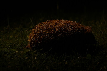Wild European hedgehog in the garden in the night. Hedgehog in dark night. Hedgehog (Scientific...