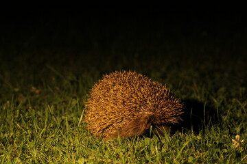 Wild European hedgehog in the garden in the night. Hedgehog in dark night. Hedgehog (Scientific name: Erinaceus Europaeus) close up of a wild, native, European hedgehog  © TomKorcak