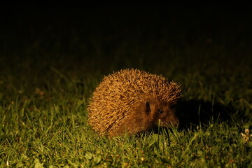 Wild European hedgehog in the garden in the night. Hedgehog in dark night. Hedgehog (Scientific...