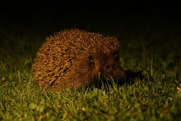 Wild European hedgehog in the garden in the night. Hedgehog in dark night. Hedgehog (Scientific name: Erinaceus Europaeus) close up of a wild, native, European hedgehog
