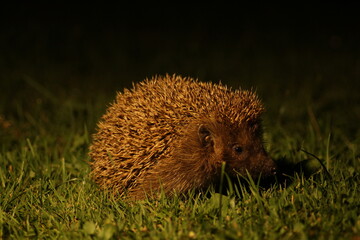 Wild European hedgehog in the garden in the night. Hedgehog in dark night. Hedgehog (Scientific...