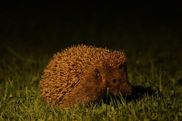 Wild European hedgehog in the garden in the night. Hedgehog in dark night. Hedgehog (Scientific name: Erinaceus Europaeus) close up of a wild, native, European hedgehog  © TomKorcak