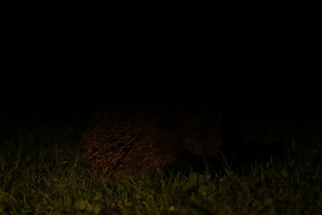 Wild European hedgehog in the garden in the night. Hedgehog in dark night. Hedgehog (Scientific name: Erinaceus Europaeus) close up of a wild, native, European hedgehog  © TomKorcak