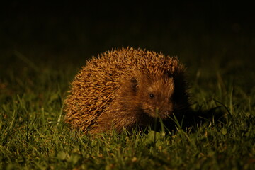 Wild European hedgehog in the garden in the night. Hedgehog in dark night. Hedgehog (Scientific...