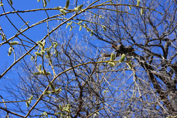 a tree with a bare twigs and catkins on it in the blue sky background  