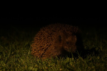 Wild European hedgehog in the garden in the night. Hedgehog in dark night. Hedgehog (Scientific name: Erinaceus Europaeus) close up of a wild, native, European hedgehog  © TomKorcak