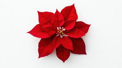   A close-up of a poinsettia on a white background, featuring a prominent red flower at its center