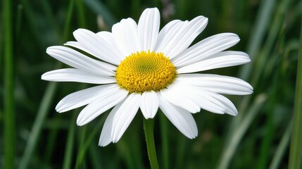 Fototapeta premium A white flower with a yellow center in green grass