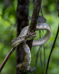 Anaimalai pit viper (Trimeresurus (Craspedocephalus) anamallensis ) in its natural habitat