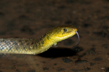 checkered keelback / Asiatic water snake (Xenochrophis piscator) flicking its tongue