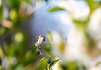 Close up of Anna's Hummingbird on Tree Branch