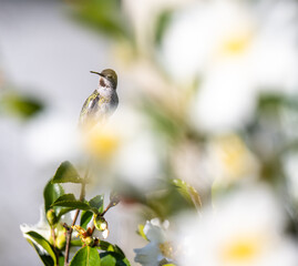 Close up of Anna's Hummingbird on Tree Branch
