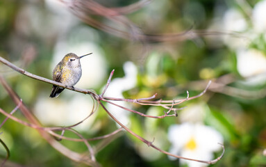 Close up of Anna's Hummingbird on Tree Branch