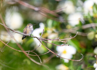 Close up of Anna's Hummingbird on Tree Branch
