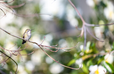 Fototapeta premium Close up of Anna's Hummingbird on Tree Branch