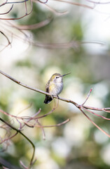 Close up of Anna's Hummingbird on Tree Branch