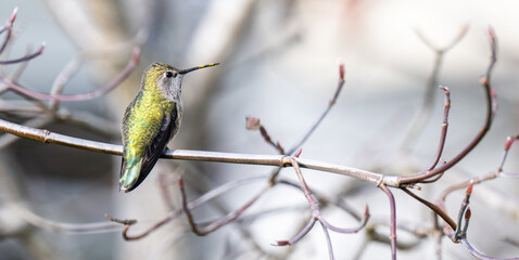 Close up of Anna's Hummingbird on Tree Branch