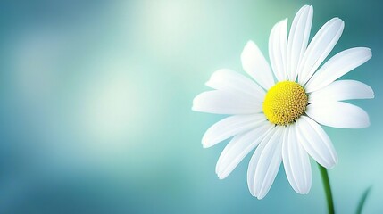   A white flower with a yellow center on a blue background, surrounded by a blurry sky