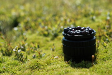 Still life of juicy blueberries in the middle of a meadow.