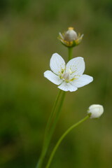 Anemone flowers on a blurred background.