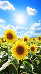 Fototapeta premium Vibrant sunflower field basking in sunlight, expansive blooms stretching towards a clear blue sky, evoking feelings of joy and tranquility in nature's embrace