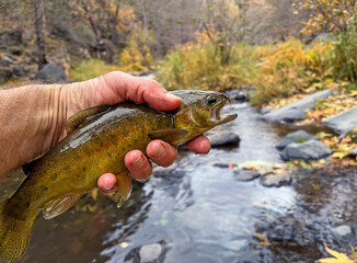 Rare Gila Trout Caught And Released On Oak Creek In Sedona AZ