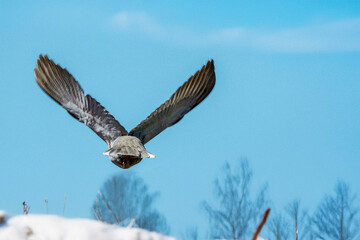 Una tortora dal collare orientale (Streptopelia decaocto) ripresa da dietro mentre vola sopra un campo innevato.