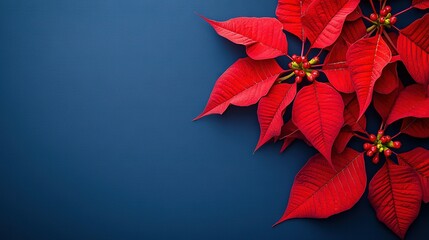   Red poinsettias on blue background with text or image space for card