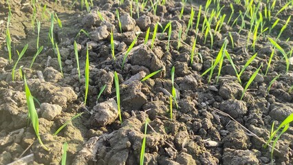 Young wheat seedlings growing in a field. Young green wheat growing in soil. agriculture. Sprouts of rye