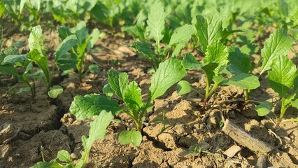 Obraz premium Young green plant of rapeseed