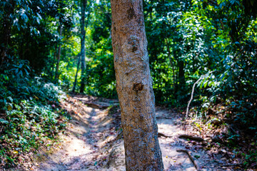 山道の木(タイ)