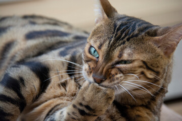 A beautiful Bengal cat with green eyes chews his paw