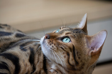 Beautiful Bengal cat with green eyes lying down and looking up