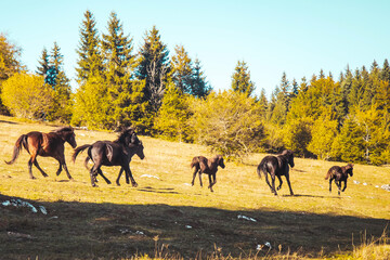 A herd of wild horses galloping across a sunny meadow near a dense pine forest. A dynamic and...