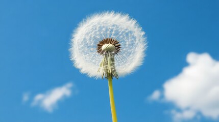 Dandelion seed head against a blue sky with fluffy clouds.