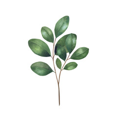 Fototapeta premium Watercolor hand drawn feijoa branch with green leaves.