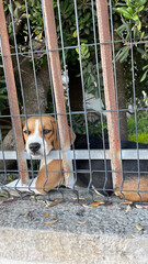 Dog, beagle 