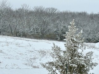 Bush covered in wet snow in rural northeast Kansas. 