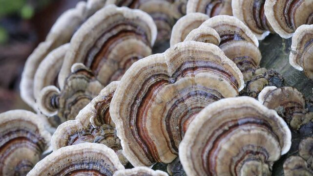 Turkey Tail Polypore (Trametes Versicolor) bracket fungi grow on a decaying log