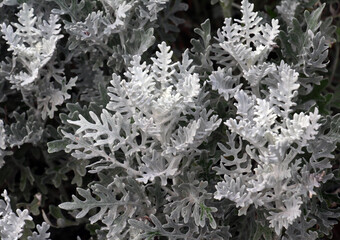 Cineraria maritima grows in the garden