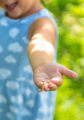 Child looking at caterpillar in garden. Selective focus.