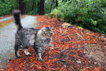 Cats hunt in forests and other environments using a process of searching, stalking, and capturing prey. Hunting is a natural instinct for cats, and it's an important part of their lives.