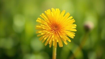 Naklejka premium A single, vibrant yellow dandelion blossom, with a delicate stem, blooms against a soft, green, blurred background.