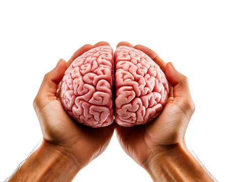 Hands holding a brain showcasing human anatomy and creativity