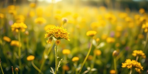 Obraz premium A Single Yellow Flower Standing Tall in a Field of Golden Blooms Under a Gentle Sun