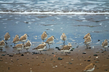 Sanderling (Crocethia alba) rest on the sandy shore of the Gulf of Oman after feeding in the surf zone. Wintering birds in winter plumage. Oman