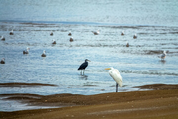 Seagulls and Herons winter on the shores of the Arabian Sea. Oman. Mascarene reef heron (Egretta dimorpha), great egret (Egretta alba), slender-billed gull (Chroicocephalus genei, Larus genei). Umtide