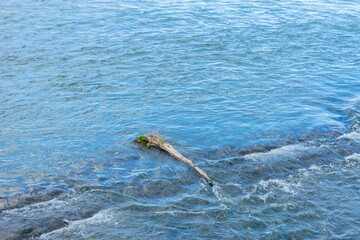 Driftwood floating on clear river water