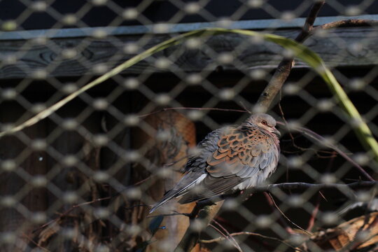 Turtle Doves Turtle Doves